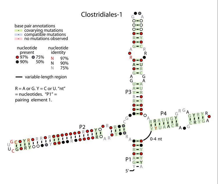 Clostridiales-1 RNA motif
