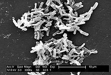 Clostridium Clostridium Wikipedia
