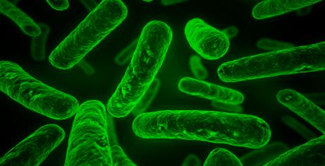 Clostridium acetobutylicum More Bang for the Biofuel Buck Berkeley Lab