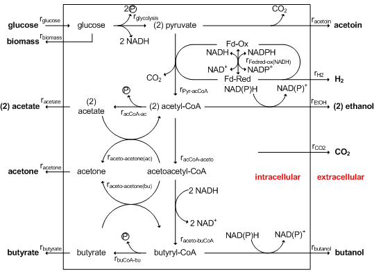 Clostridium acetobutylicum Webseite wwwbiotechLABnet Administration