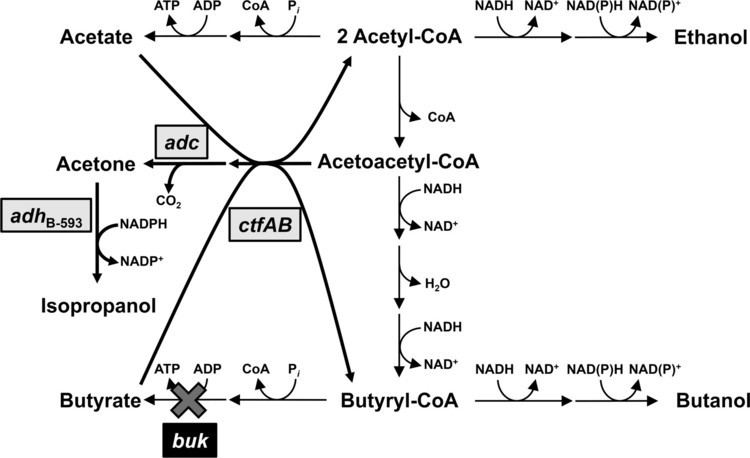 Clostridium acetobutylicum Metabolic Engineering of Clostridium acetobutylicum ATCC 824 for