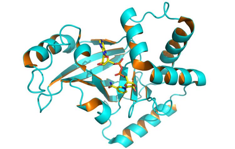 Clostridium botulinum C3 toxin