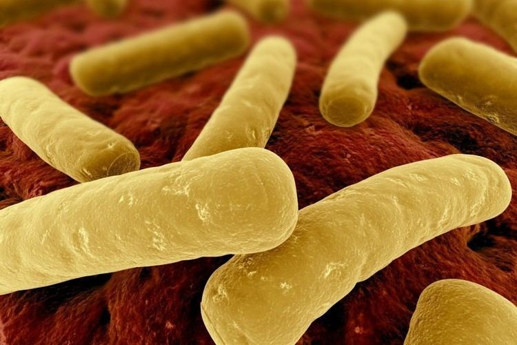 Clostridium difficile (bacteria) C difficile Clostridium Difficile What You Need To Know BioNews