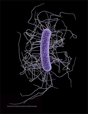 Clostridium difficile (bacteria) Clostridium difficile Infection Information for Patients HAI CDC