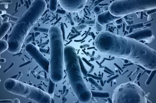 Clostridium difficile (bacteria) Clostridium Difficile Novaerus