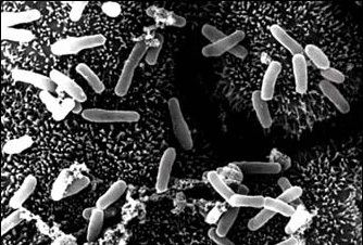 Clostridium Clostridium MicrobeWiki