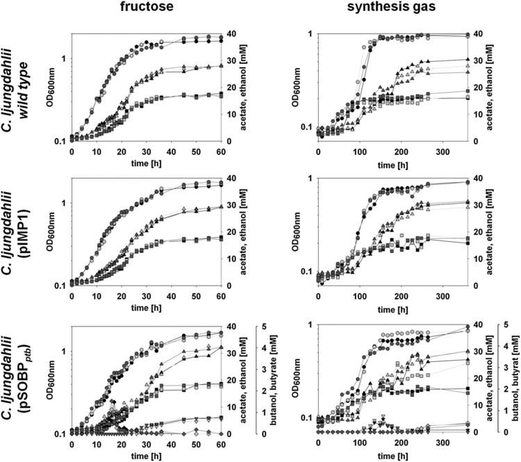 Clostridium ljungdahlii Clostridium ljungdahlii represents a microbial production platform