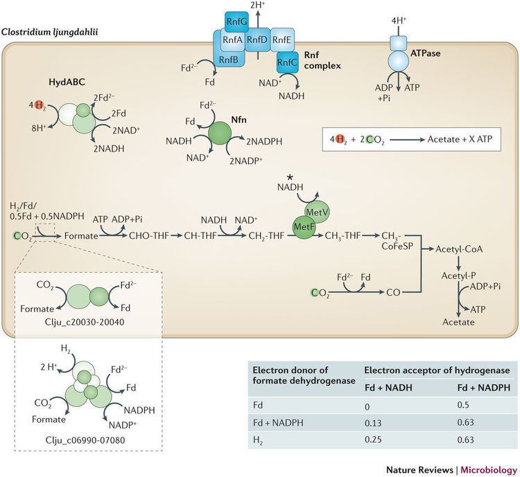 Clostridium ljungdahlii Model for acetogenesis in Clostridium ljungdahlii Autotrophy at