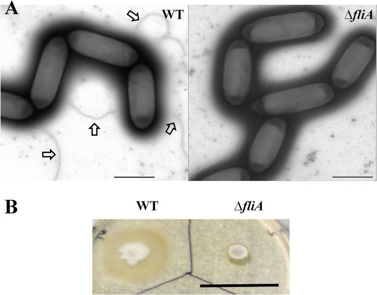 Clostridium ljungdahlii aemasmorgcontent7941102F3largejpg