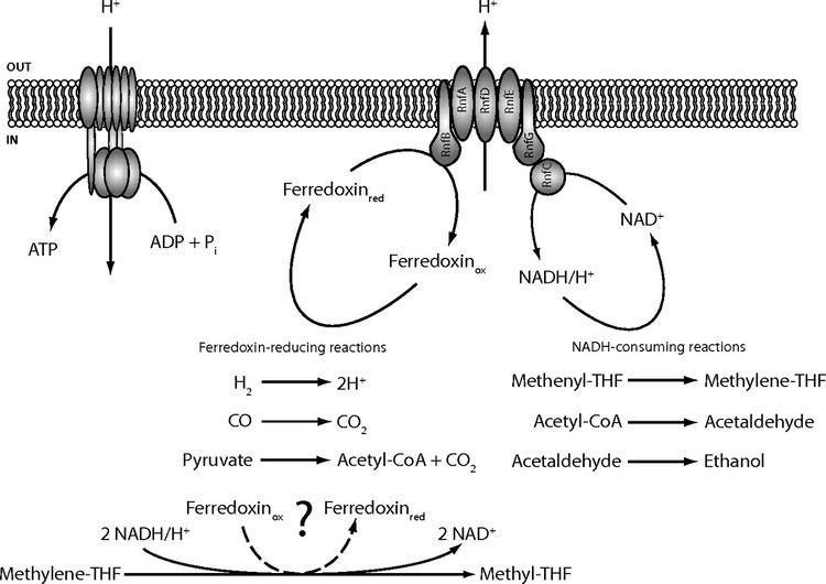 Clostridium ljungdahlii Clostridium ljungdahlii represents a microbial production platform