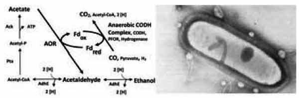 Clostridium ljungdahlii Clostridium ljungdahlii A Review of the Development of an