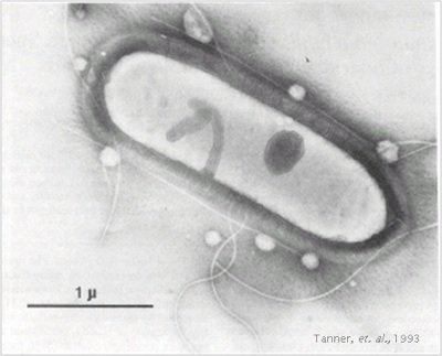 Clostridium ljungdahlii Can fermenting microbes save us from climate change Scientific