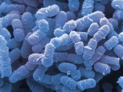 Clostridium perfringens as seen becoming resistant to antibiotics.