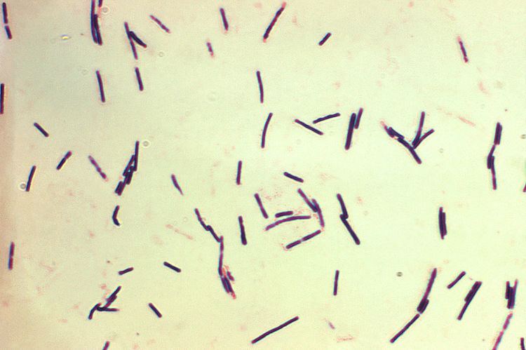 Clostridium perfringens beta toxin