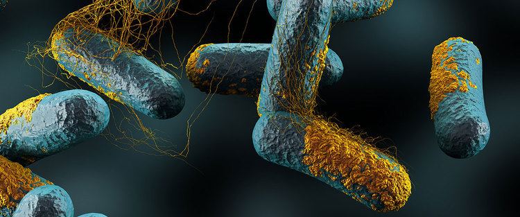 A digital rendition of how Clostridium perfringens inserts into human cells.