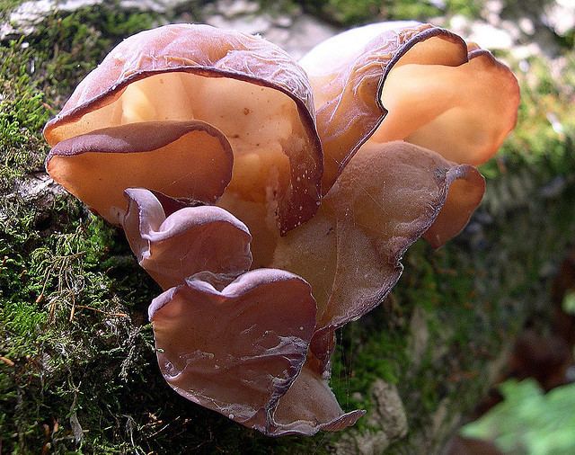 Cloud ear fungus Cloud Ears Fungi All Edible Medicinal And Other Fungi Mycotopia