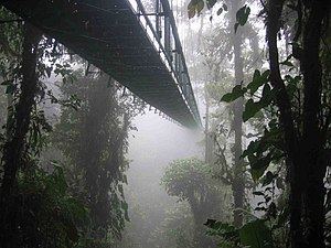 Cloud forest httpsuploadwikimediaorgwikipediacommonsthu