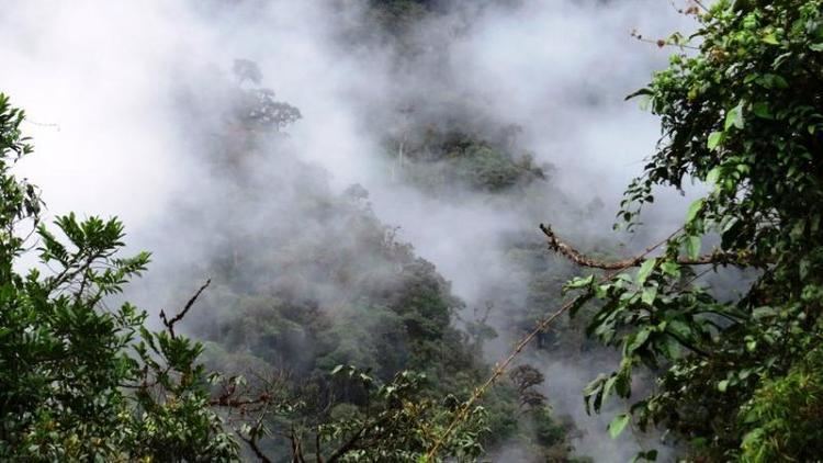 Cloud forest Cloud forest and pramo Peru World Land Trust