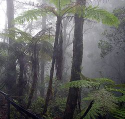 Cloud forest Cloud forest Wikipedia