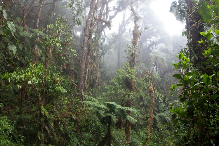 Cloud forest Cloud Forest By Rick Stanley Road to Amazonia