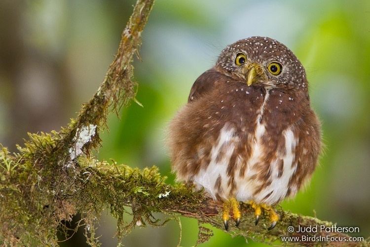 Cloud-forest pygmy owl Birds in Focus Cloudforest PygmyOwl