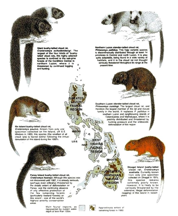 Cloud rat Cloud Rats Conservation Programme Philippines Biodiversity