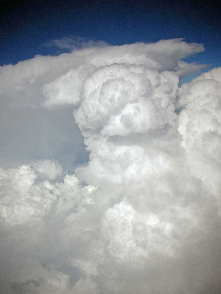 Cloud species