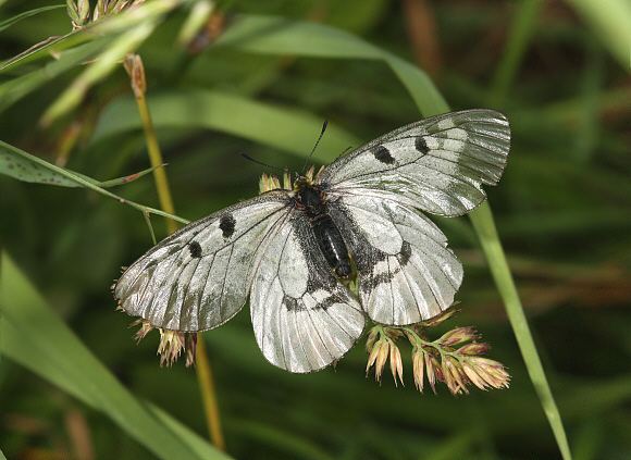 Clouded Apollo Butterflies of Europe Parnassius mnemosyne