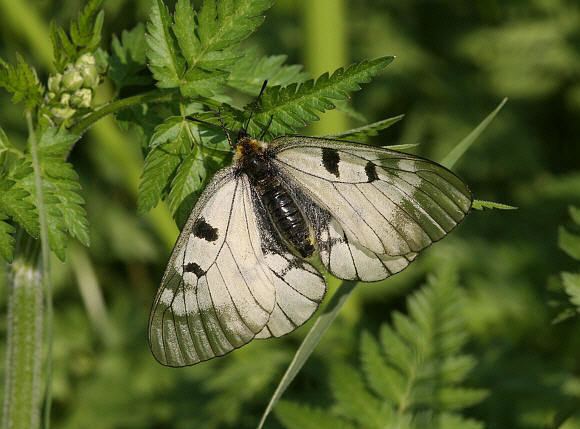 Clouded Apollo Butterflies of Europe Parnassius mnemosyne