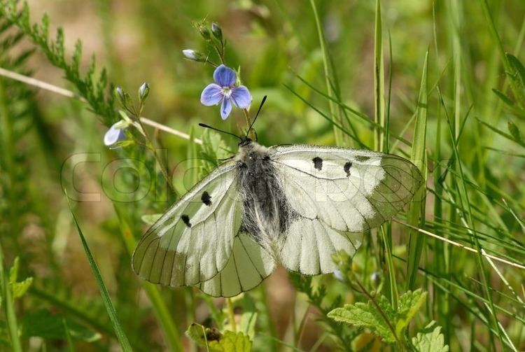 Clouded Apollo Buy Stock Photo quotRare butterfly Parnassius mnemosyne Clouded