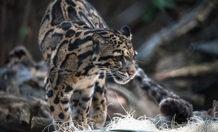 Clouded leopard Clouded leopard Smithsonian39s National Zoo