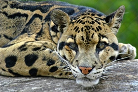 Clouded leopard Clouded Leopard Project
