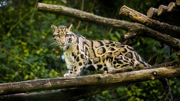 Clouded leopard Clouded Leopard Information Facts Habitat Adaptations Baby Pictures