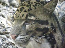 Clouded leopard httpsuploadwikimediaorgwikipediacommonsthu