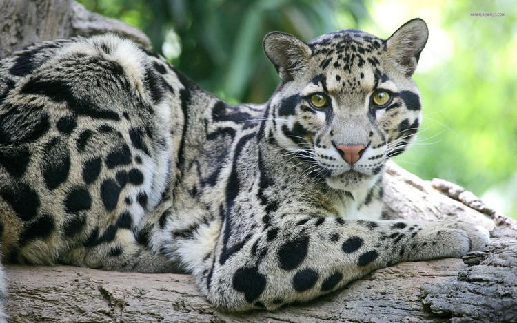 Clouded leopard Protect the Clouded Leopard from Extinction ForceChange