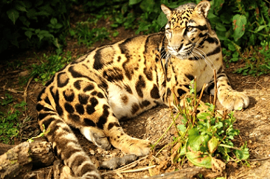 Clouded Leopard National Park httpsi0wpcomnatureconservationinwpcontent