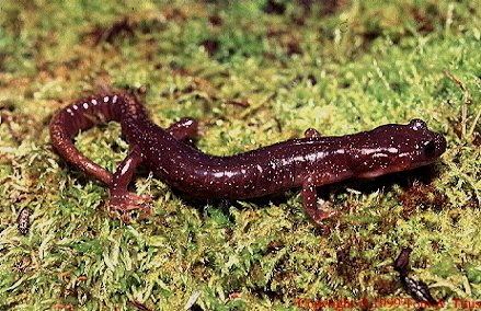 Clouded salamander Clouded Salamander Amphibians and Reptiles of Oregon