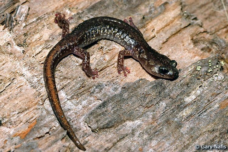 Clouded salamander Clouded Salamander Aneides ferreus