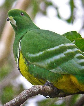 Cloven-feathered dove 1000 images about animalbird on Pinterest Madagascar