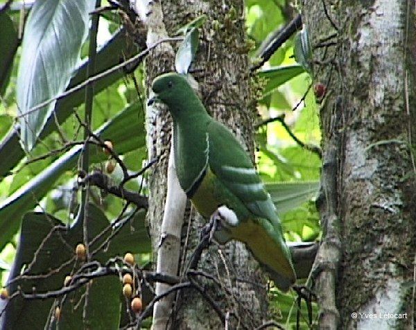 Cloven-feathered dove wwwinternationaldovesocietycomMiscPicsClovenf