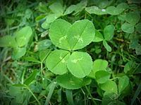 Clover httpsuploadwikimediaorgwikipediacommonsthu