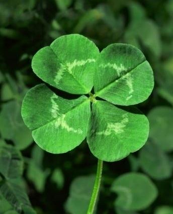 Clover Found a 5 leaf clover today mildlyinteresting