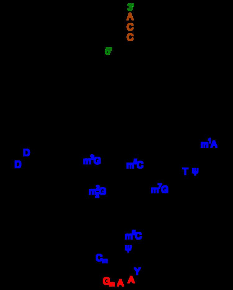 Cloverleaf model of tRNA