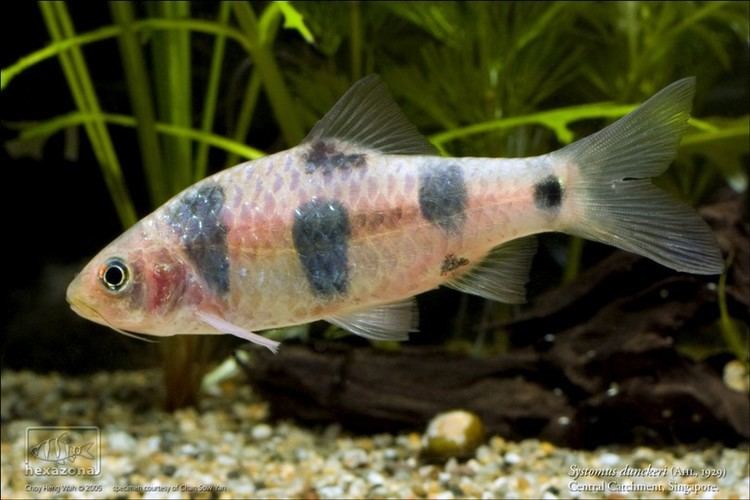 Clown barb Barbodes dunckeri Clown Barb Barbus dunckeri Puntius dunckeri