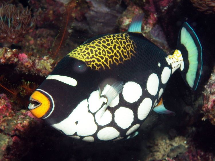 Clown triggerfish Clown Triggerfish Exotic Marine Fish Importers Pty Ltd