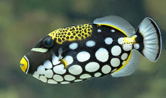 Clown triggerfish Creature Feature Diving with Clown Triggerfish