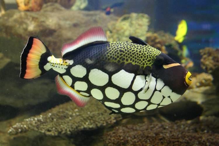Clown triggerfish Clown triggerfish Species Two Oceans Aquarium Cape Town South