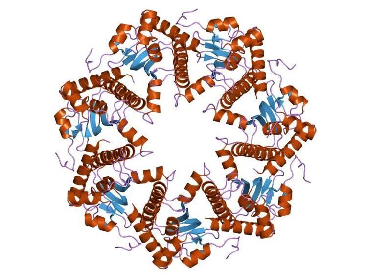 Clp protease family