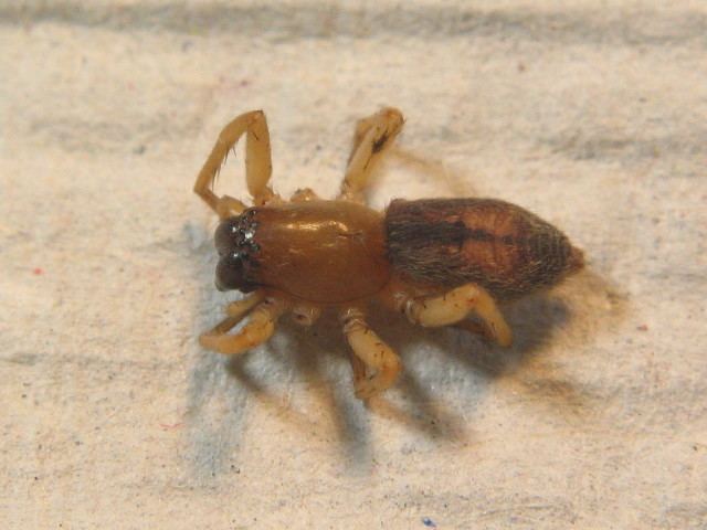 Clubiona subsultans