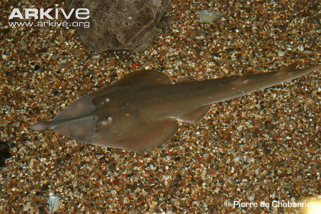 Clubnose guitarfish cdn1arkiveorgmedia1111EF6B13ABBE4AB7B9219